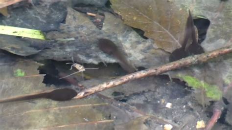 Survival Strategies: How Tadpoles Evade Predators in the Pond