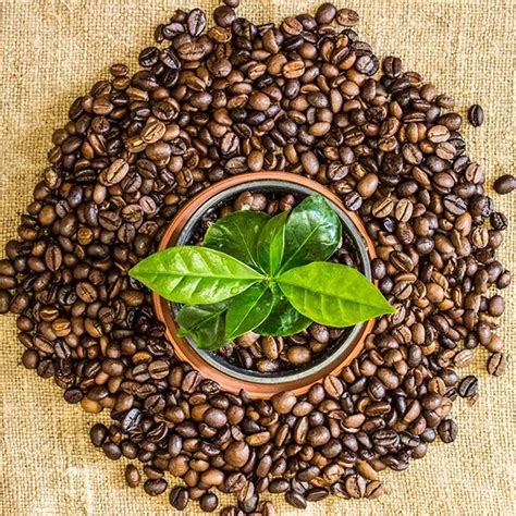 Sustainability in Coffee Farming: Supporting Ethical Bean Production