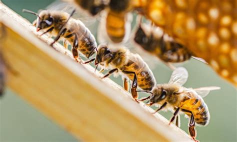 Sustainable Beekeeping Practices for Optimal Honey Production