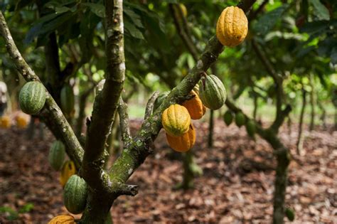 Sustainable Chocolate: Battling Deforestation and Child Labor