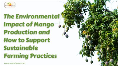 Sustainable Farming: The Environmental Impact of Mango Production