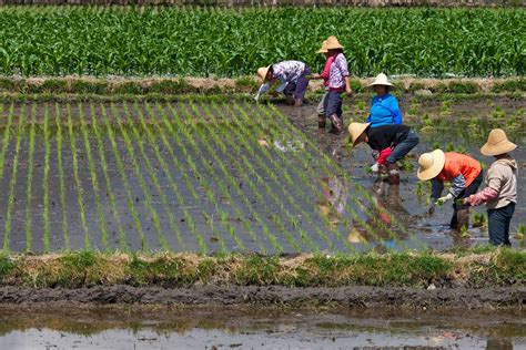 Sustainable Farming Practices and Environmental Impact: Examining the Cultivation of Rice and Yam