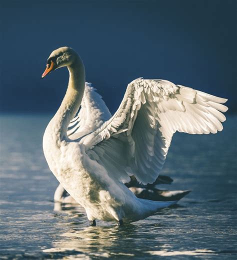 Swan: The Symbol of Grace and Elegance