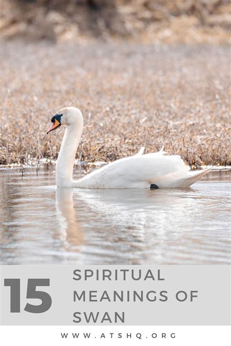 Swan Symbolism in Mythology and Folklore