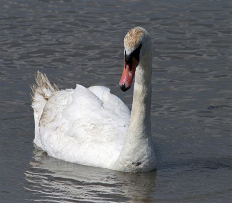 Swan as a Metaphor for Personal Transformation