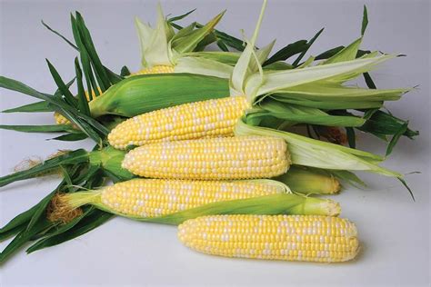 Sweet Corn Varieties Around the World: Exploring the Global Diversity of Flavors