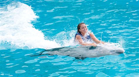 Swimming alongside dolphins: Indulging in the exhilaration firsthand