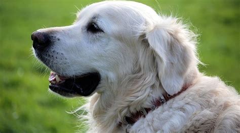 Symbolic Associations: White Dogs and Purity in Dreams