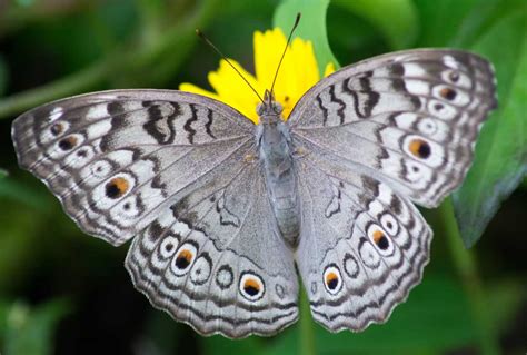 Symbolic Meaning of a Grey Butterfly