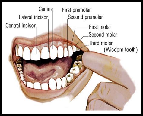 Symbolic Meanings Behind the Loss of a Molar Tooth