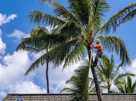 Symbolic Representation of Trimming Fronds on Palm Trees in Dreams