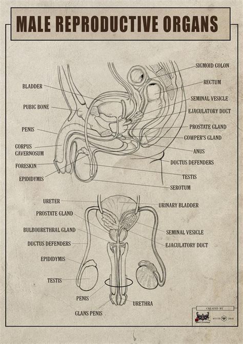 Symbolic Significance of Holding Male Reproductive Organs