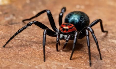 Symbolism and Interpretations of Envisioning a Massive Redback Spider