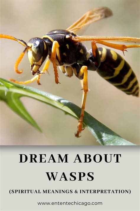 Symbolism of Dreaming About Wasps