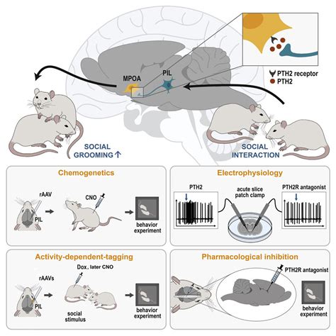 Symbolism of Movement and Action: Insights into the Significance of Dynamic Mouse Behavior