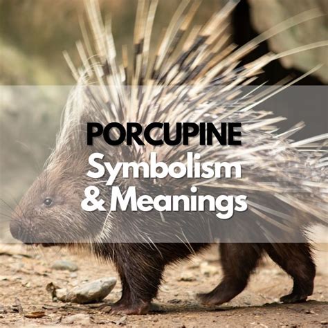 Symbolism of Porcupines across Cultures