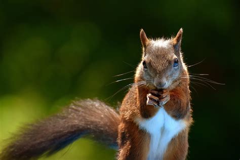 Symbolism of a Squirrel-Like Creature in Your Residence