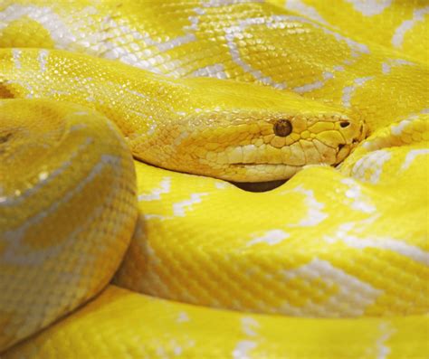 Symbolism of a Yellow Snake