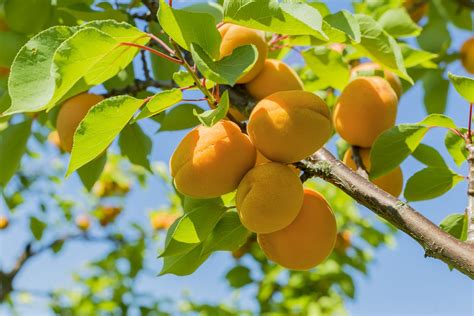 Symbolizing Abundance and Prosperity: Exploring the Meaning of Dreams about a Ripe Apricot Tree