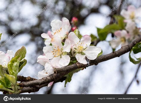 Symbolizing Fragility and the Ephemeral Nature of Life