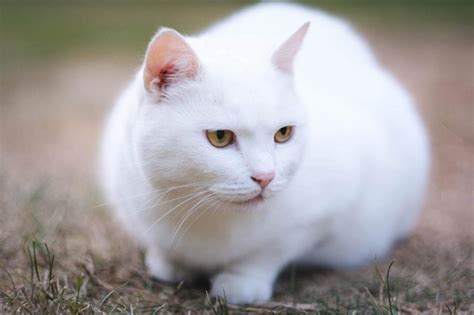 Symbolizing Purity: White Feline in Dreamscapes