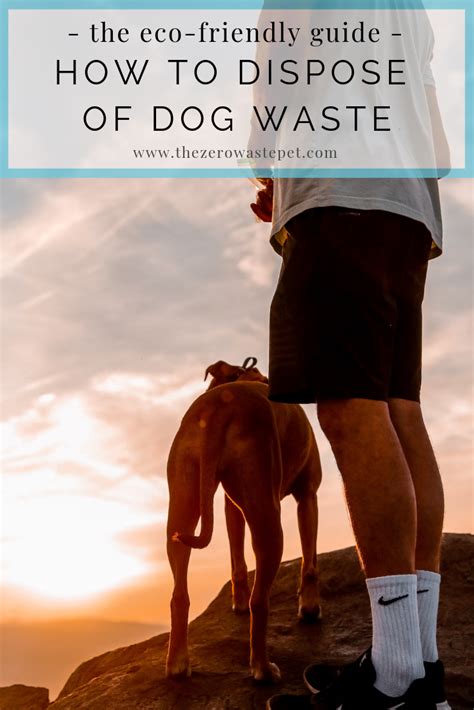 Tackling the Challenge: Tips for Managing Pet Waste in Your Outdoor Space