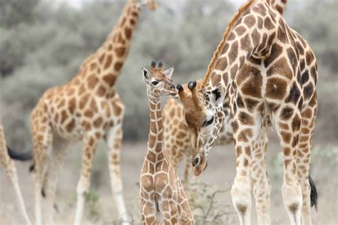 Tackling the Silent Extinction: Conservation Efforts for Giraffes