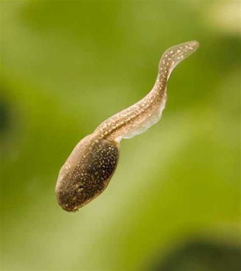 Tadpoles in Peril: Menaces to Their Population and Efforts for Conservation