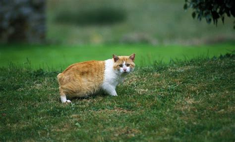 Tailless Cats in Art and Literature: A Symbol of Mystery and Intrigue