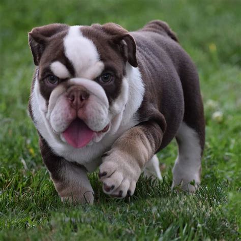 Taking Care of Your English Bulldog: Health and Exercise