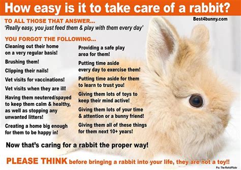 Taking Care of Your New Bunny: Essential Tips and Advice