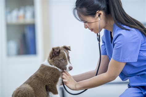 Taking Care of Your Puppy's Health