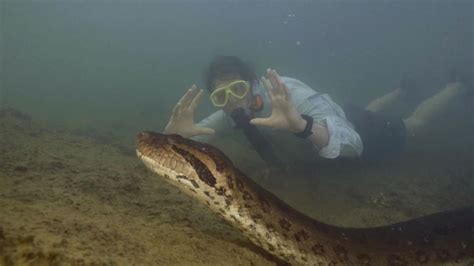 Tales from the Amazon: Investigating Reports of Enormous Anacondas in the Wilderness