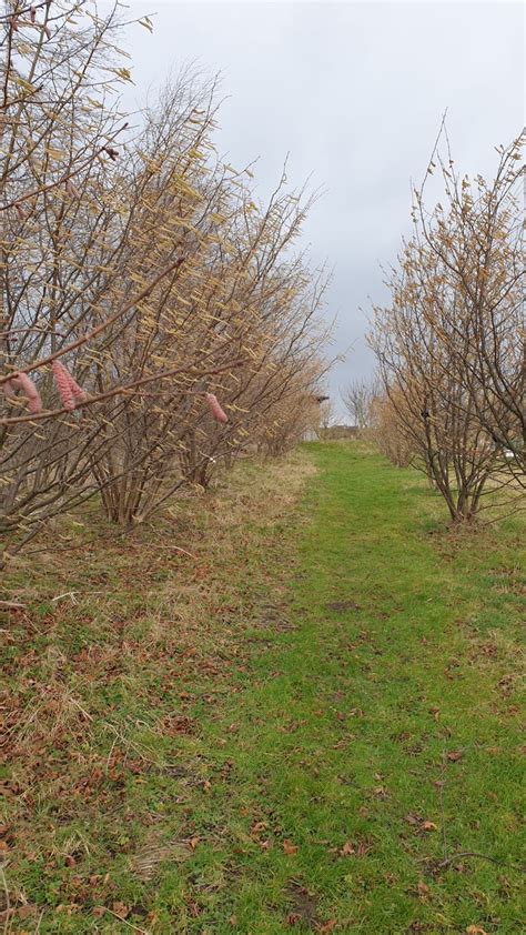 Tales from the Nut Grove: Capturing the Anecdotes of Orchard Workers