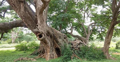 Tamarind Tree in Folklore and Mythology: Stories and Legends