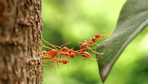 Tapping into the Symbolic Representation of Ant Swarming as a Call for Unity and Teamwork