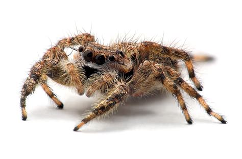 Tarantula Nightmares: Exploring Anxiety and Phobias Linked to Arachnids