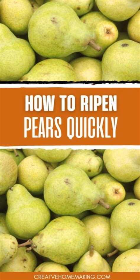 Techniques for Harvesting Indigenous Pears: Tips and Tricks