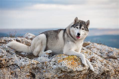 Temperament and Personality: Debunking Myths about White Huskies