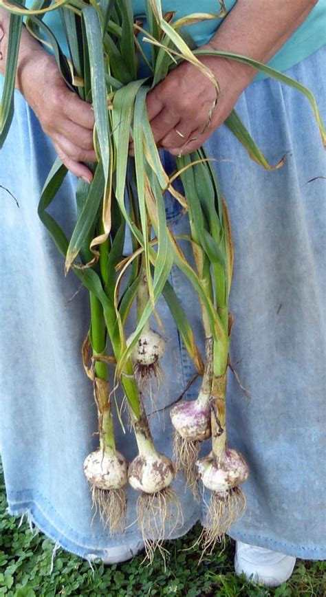 Tending Your Garlic Garden: A Comprehensive Handbook