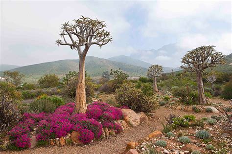 The Abundance of Flora Awaiting Discovery