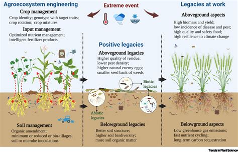 The Abundance of Nutritious Soil: Unveiling the Agricultural Potential