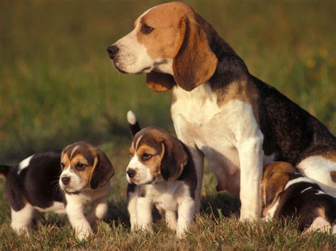 The Adorable Nature of Beagles: From Pups to Adult Dogs