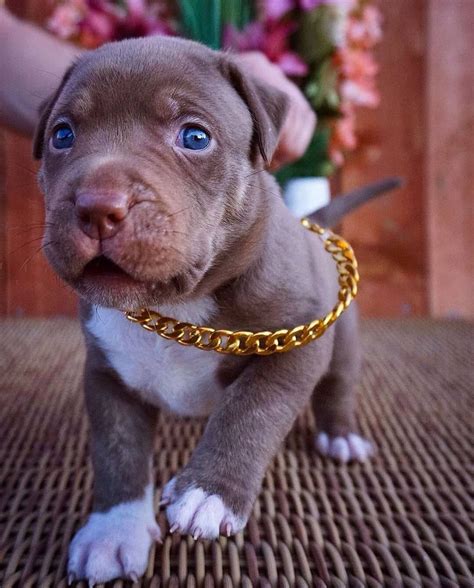 The Adorable World of Baby Pitbulls