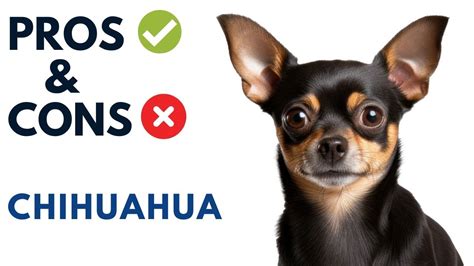 The Advantages and Disadvantages of Chihuahua Ownership