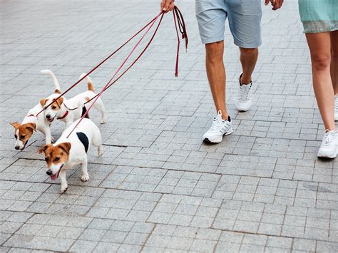 The Advantages and Obstacles of Having Multiple Canine Companions