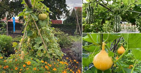 The Advantages of Cultivating Squash in Your Backyard