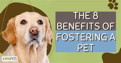 The Advantages of Fostering a Companion Animal