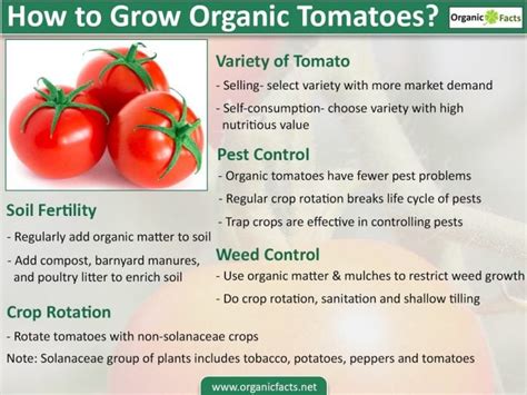 The Advantages of Growing Organic Tomatoes