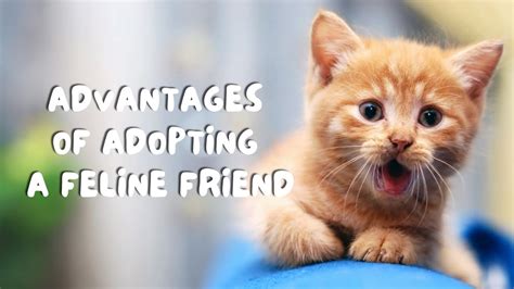 The Advantages of Having a Affectionate Feline Companion